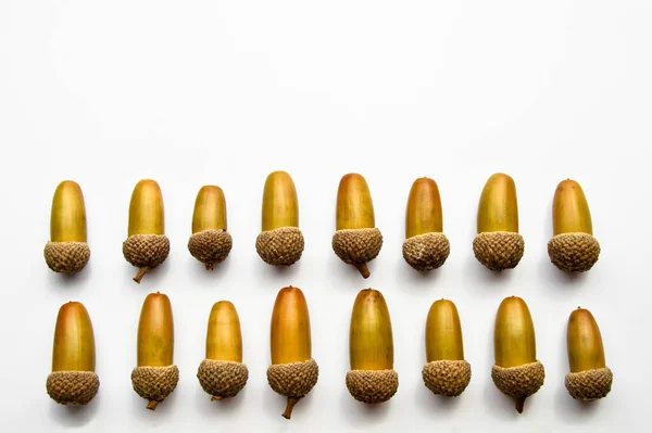 成熟的橡木籽 秋天采摘的成熟的 发黄的干橡果 在白色的背景上被分离 — 图库照片