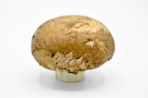 Funghi Castagno Marroni Sani Freschi Isolati Sfondo Bianco — Foto Stock