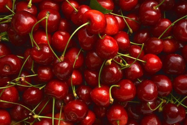 Juicy Sweet Natural Organic Fresh Cherry Sour Cherry Fruit Background — Stock Photo, Image