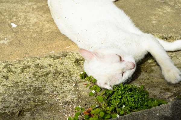 Confortável Livremente Rua Navegando Gatos Vadios Gatos Brancos Que Vivem — Fotografia de Stock