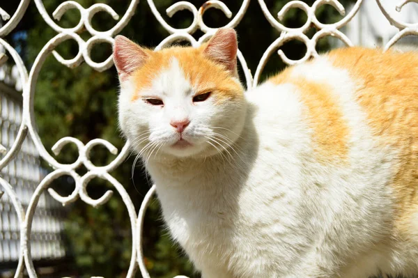 Confortável Livremente Rua Que Navega Gatos Vadios Gatos Amarelos Brancos — Fotografia de Stock