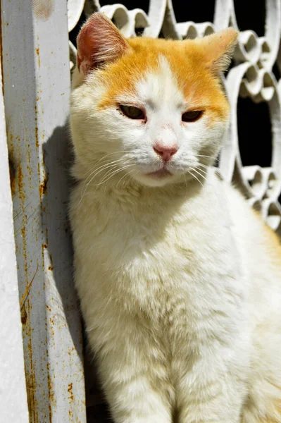 Bekvämt Och Fritt Gatan Bläddrar Herrelösa Katter Gula Och Vita — Stockfoto