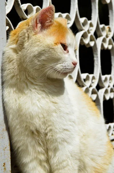 Comfortabel Vrij Straat Browsen Zwerfkatten Geel Wit Katten Wonen Steden — Stockfoto