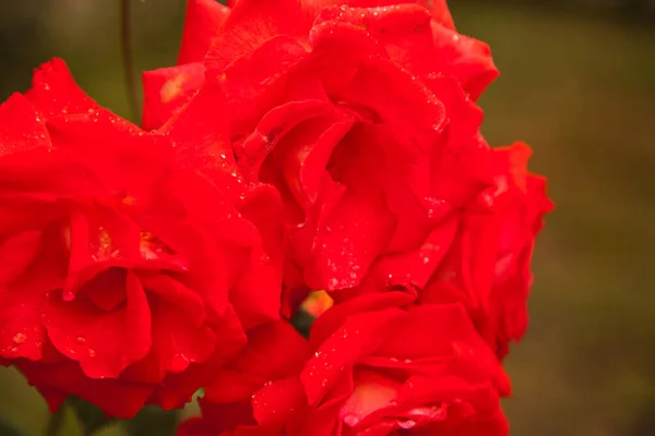 Rose Rosse Gocce Acqua Loro Nell Ambiente Naturale Del Giardino — Foto Stock