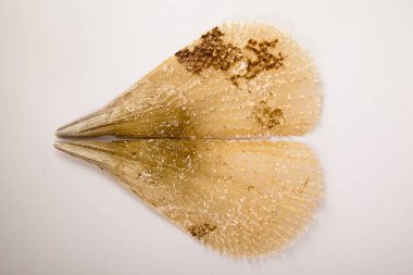 Pinna nobilis, soyu tükenmekte olan ilginç görünümlü bir kabuklu deniz kabuğu.