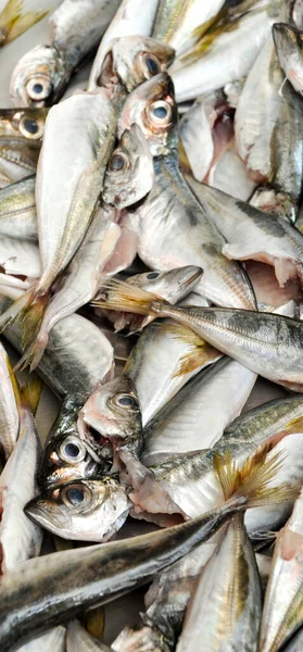 Sauberer Fisch Wird Frisch Auf Dem Fischmarkt Verkauft Frischer Makrelenfisch — Stockfoto