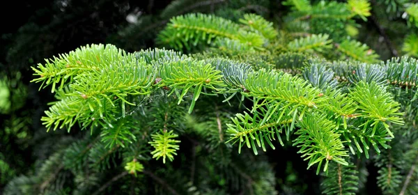 Nållöv Tall Sin Naturliga Miljö Grön Tall Naturen — Stockfoto