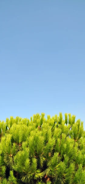 Agulha Árvore Pinho Folha Seu Ambiente Natural Pinheiros Natureza Céu — Fotografia de Stock