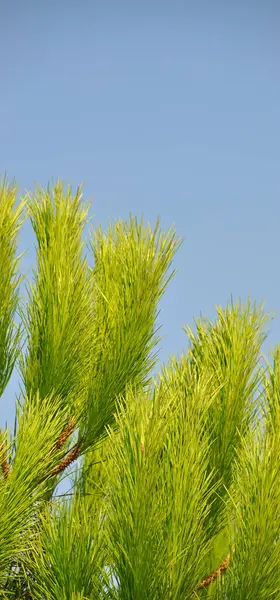 Needle Leaf Pine Tree Its Natural Environment Pine Tree Nature — Stock Photo, Image