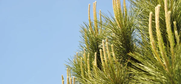 Naaldblad Dennenboom Zijn Natuurlijke Omgeving Dennenboom Natuur Blauwe Lucht — Stockfoto