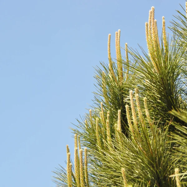 Naaldblad Dennenboom Zijn Natuurlijke Omgeving Dennenboom Natuur Blauwe Lucht — Stockfoto