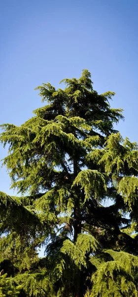 Agulha Árvore Pinho Folha Seu Ambiente Natural Pinheiro Natureza — Fotografia de Stock