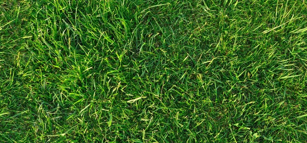 Green Grass Nature Background Natural Texture Plant Close Green Lawn — Stock Photo, Image