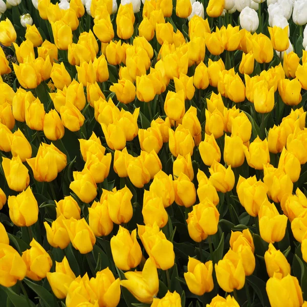 Amarillo Espectacular Tulipanes Hierba Primavera Estambul Emirgan —  Fotos de Stock