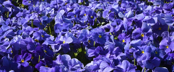 Prachtige Paarse Violet Vioolbloemen Zomertuin Geurig Paars Violet Veld Stockafbeelding