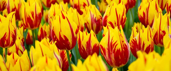 Amarillo Rojo Espectaculares Tulipanes Hierba Primavera Estambul Emirgan —  Fotos de Stock