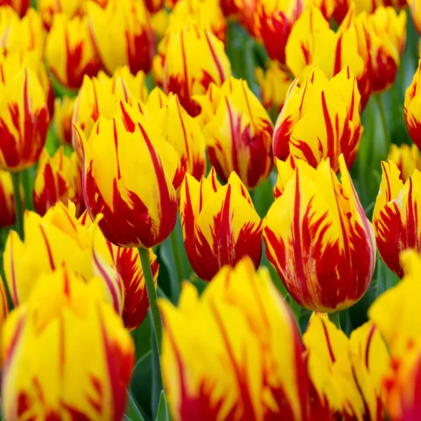 Amarillo Rojo Espectaculares Tulipanes Hierba Primavera Estambul Emirgan —  Fotos de Stock