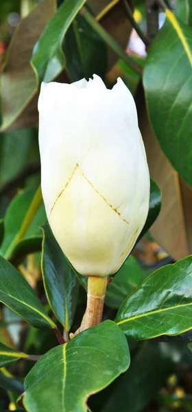 Flower Magnolia Tree Whose Leaves Always Fresh Wonderful Magnolia Flower — Stock Photo, Image