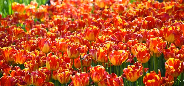 Amarillo Rojo Espectaculares Tulipanes Hierba Primavera Estambul Emirgan —  Fotos de Stock