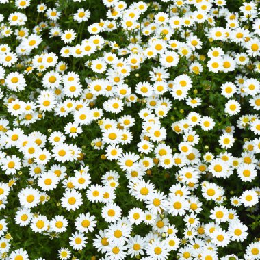 Doğal ortamında yetişen sarı ve beyaz renklere sahip Daisy