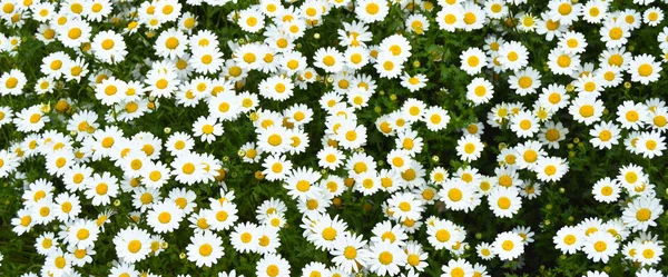 Gänseblümchen Mit Gelben Und Weißen Farben Seiner Natürlichen Umgebung Angebaut — Stockfoto