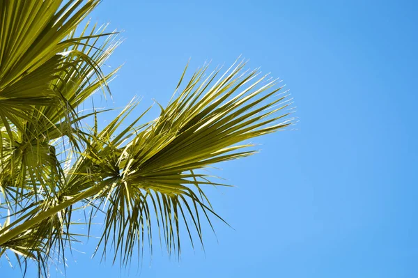 Hermosas Hojas Palmera Bajo Cielo Azul Fondo Tropical —  Fotos de Stock