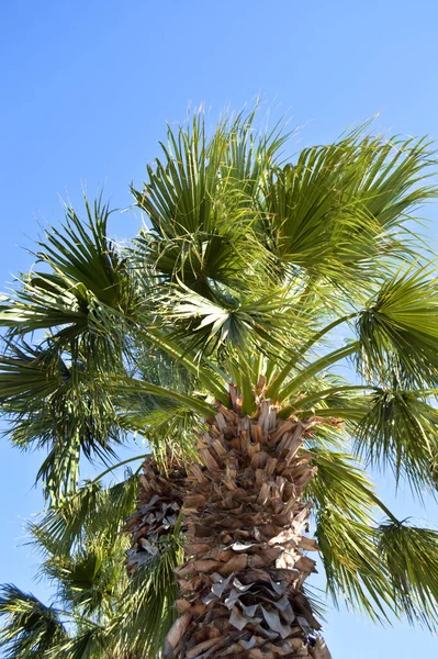 Hermosas Hojas Palmera Bajo Cielo Azul Fondo Tropical —  Fotos de Stock