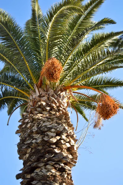 Hermosas Hojas Palmera Bajo Cielo Azul Fondo Tropical —  Fotos de Stock