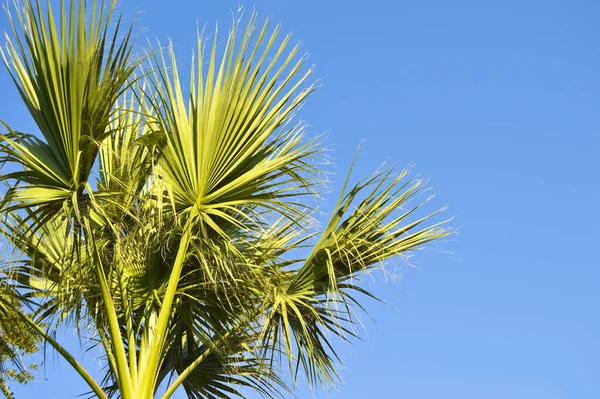 Hermosas Hojas Palmera Bajo Cielo Azul Fondo Tropical —  Fotos de Stock