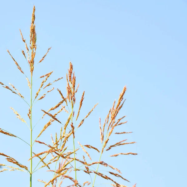 Green Reeds Clear Windy Weather Summer Isolated Blue Sky — Stock Photo, Image