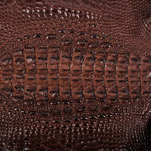 Textura Piel Cocodrilo Muy Lujosa Utilizada Industria Textil Piel Original — Foto de Stock