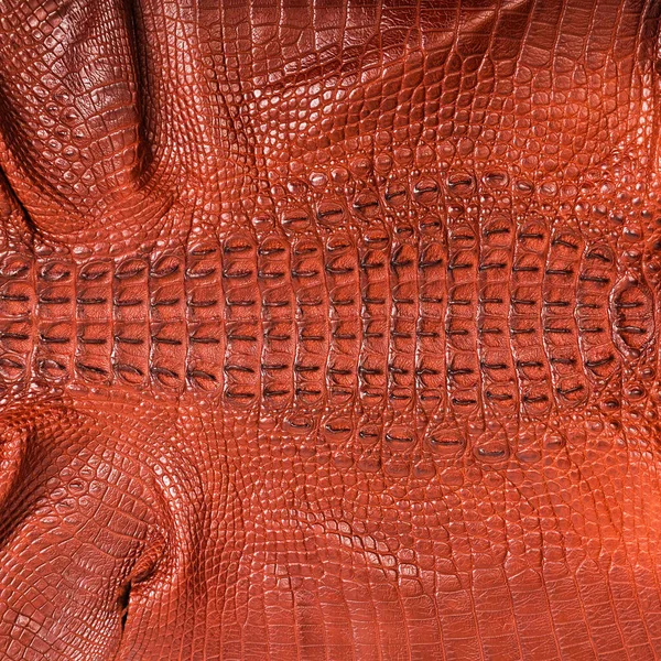 Very Luxurious Crocodile Leather Texture Used Textile Industry Original Skin — Stock Photo, Image