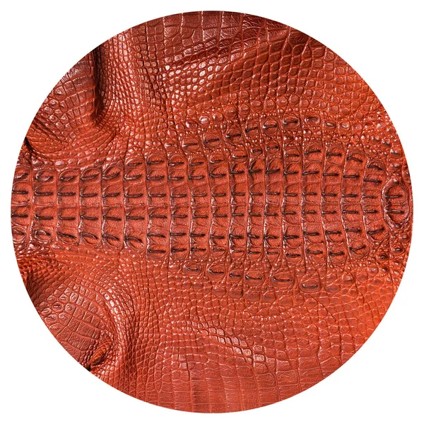 Textura Couro Crocodilo Muito Luxuoso Usado Indústria Têxtil Pele Original — Fotografia de Stock