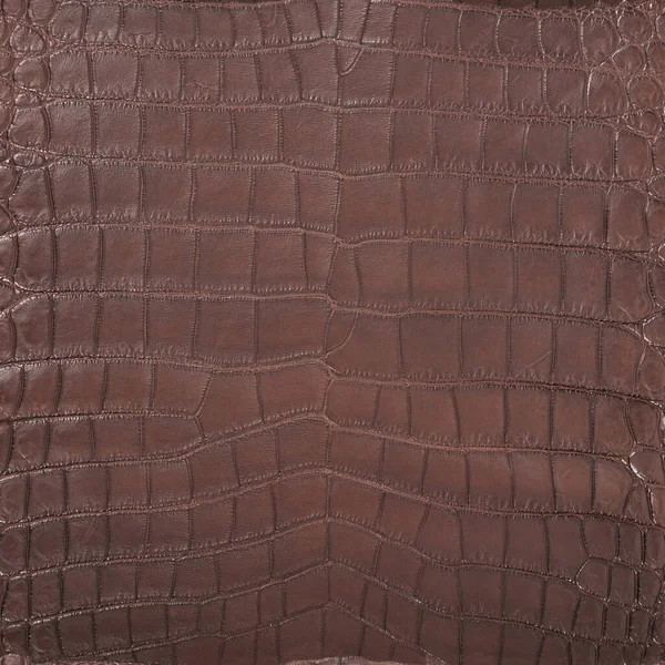 Texture Cuir Crocodile Très Luxueuse Utilisée Dans Industrie Textile Peau — Photo