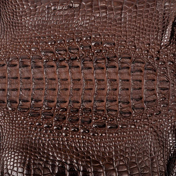 Textura Piel Cocodrilo Muy Lujosa Utilizada Industria Textil Piel Original — Foto de Stock