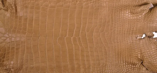 Very Luxurious Crocodile Leather Texture Used Textile Industry Original Skin — Stock Photo, Image