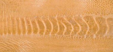 Devekuşu bacağı deri bej rengi, beyaz arka planda izole edilmiş.