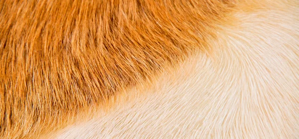 Natürliche Echtes Beige Und Braunes Haar Ziegenleder Textur — Stockfoto
