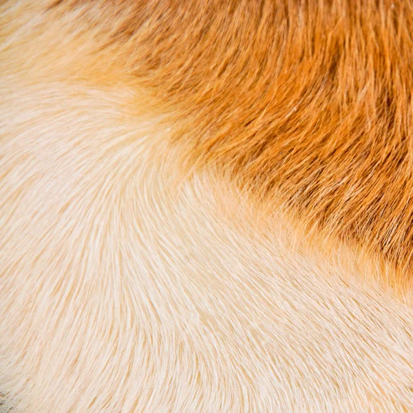 Natural Real Bege Cabelo Castanho Textura Pele Cabra — Fotografia de Stock