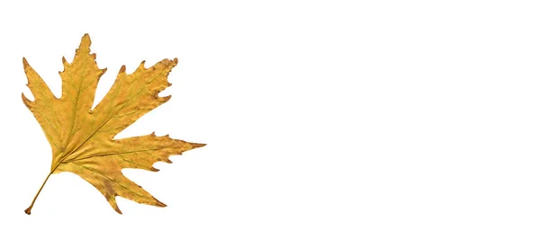 Sycamore Hnědý Podzimní List Podzimní List Roviny Různých Barev Izolované — Stock fotografie