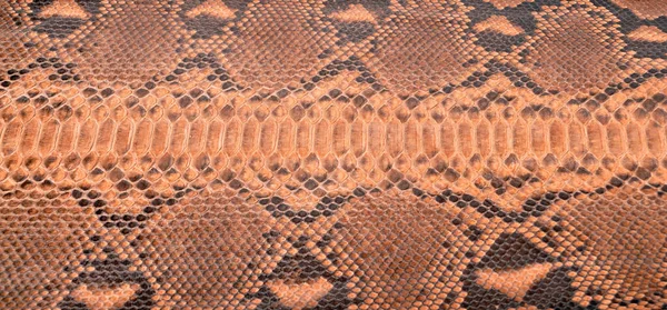 Piel Serpiente Natural Utiliza Para Ropa Lujo Accesorios Adecuado Para — Foto de Stock