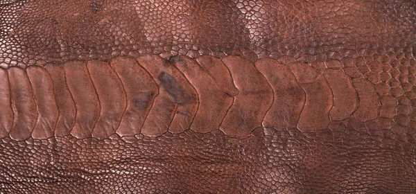 Osztrich Láb Bőr Barna Textúra Elszigetelt Fehér Alapon — Stock Fotó
