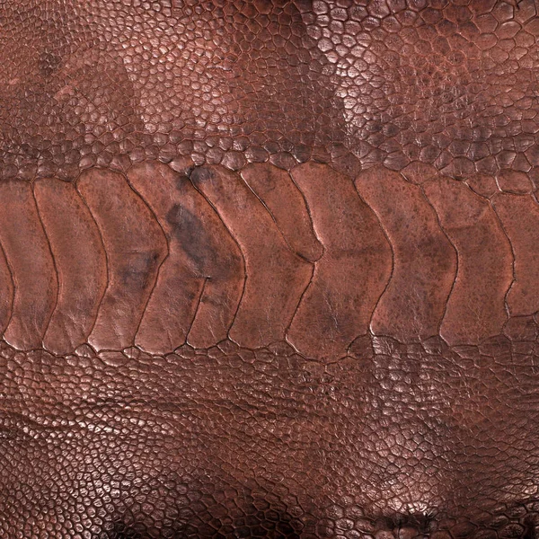 Ostrich Leg Leather Brown Texture Isolated White Background — Stock Photo, Image