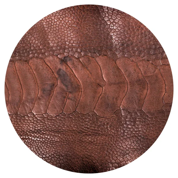 Struisvogel Been Leer Bruine Textuur Geïsoleerd Een Witte Achtergrond — Stockfoto