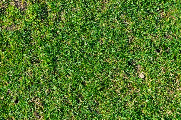 Grass texture — Stock Photo, Image