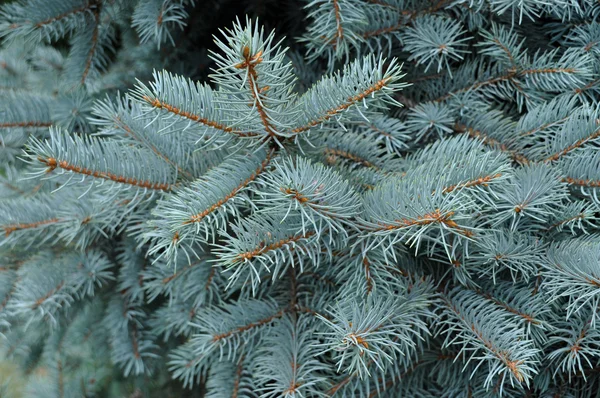 Pine tree — Stock Photo, Image