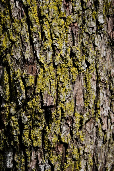 Casca de textura de madeira abstrata — Fotografia de Stock