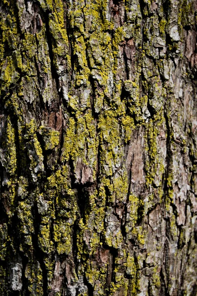 Corteccia astratta della struttura di legno — Foto Stock