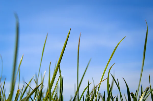 Hierba y cielo azul —  Fotos de Stock