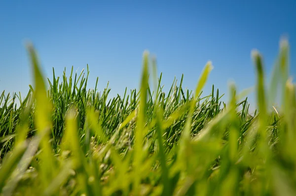 Grass and blue sky — Stock Photo, Image